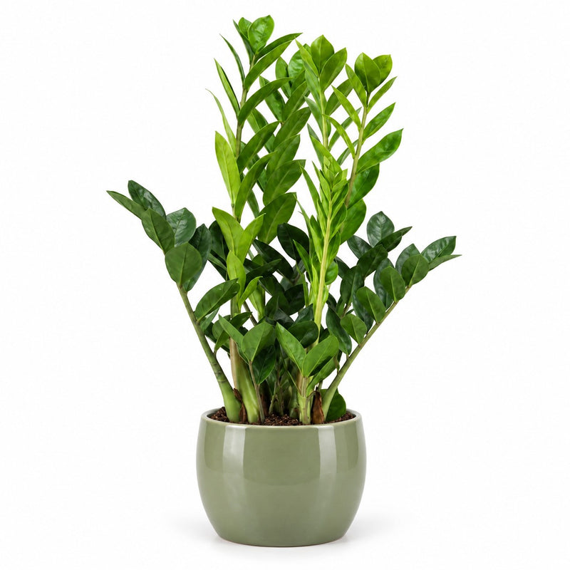 Zamioculcas - 65cm (Ø14cm) Detail