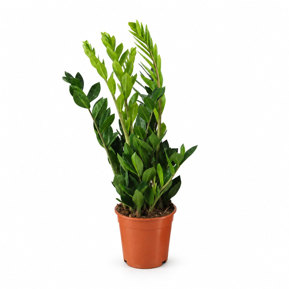 Zamioculcas - 65cm (Ø17cm) im Kulturtopf