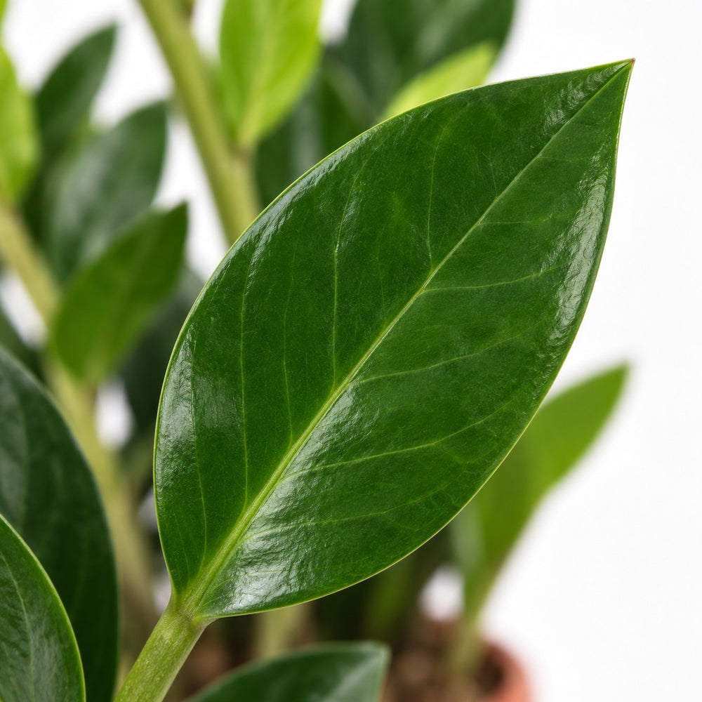 Zamioculcas, Nahaufnahme Blatt