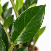 Zamioculcas, Nahaufnahme Blatt