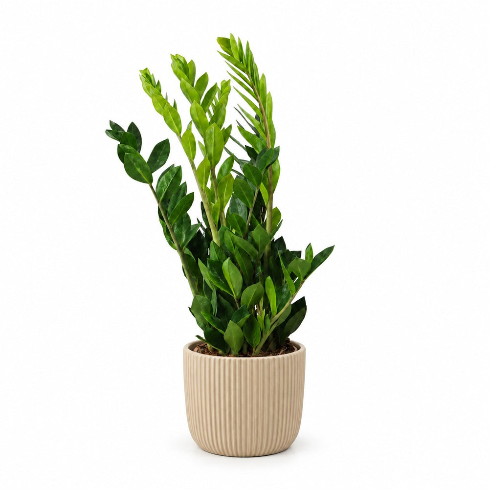 Zamioculcas - 65cm (Ø17cm), Stylingbeispiel im Übertopf (Übertopf nicht enthalten)