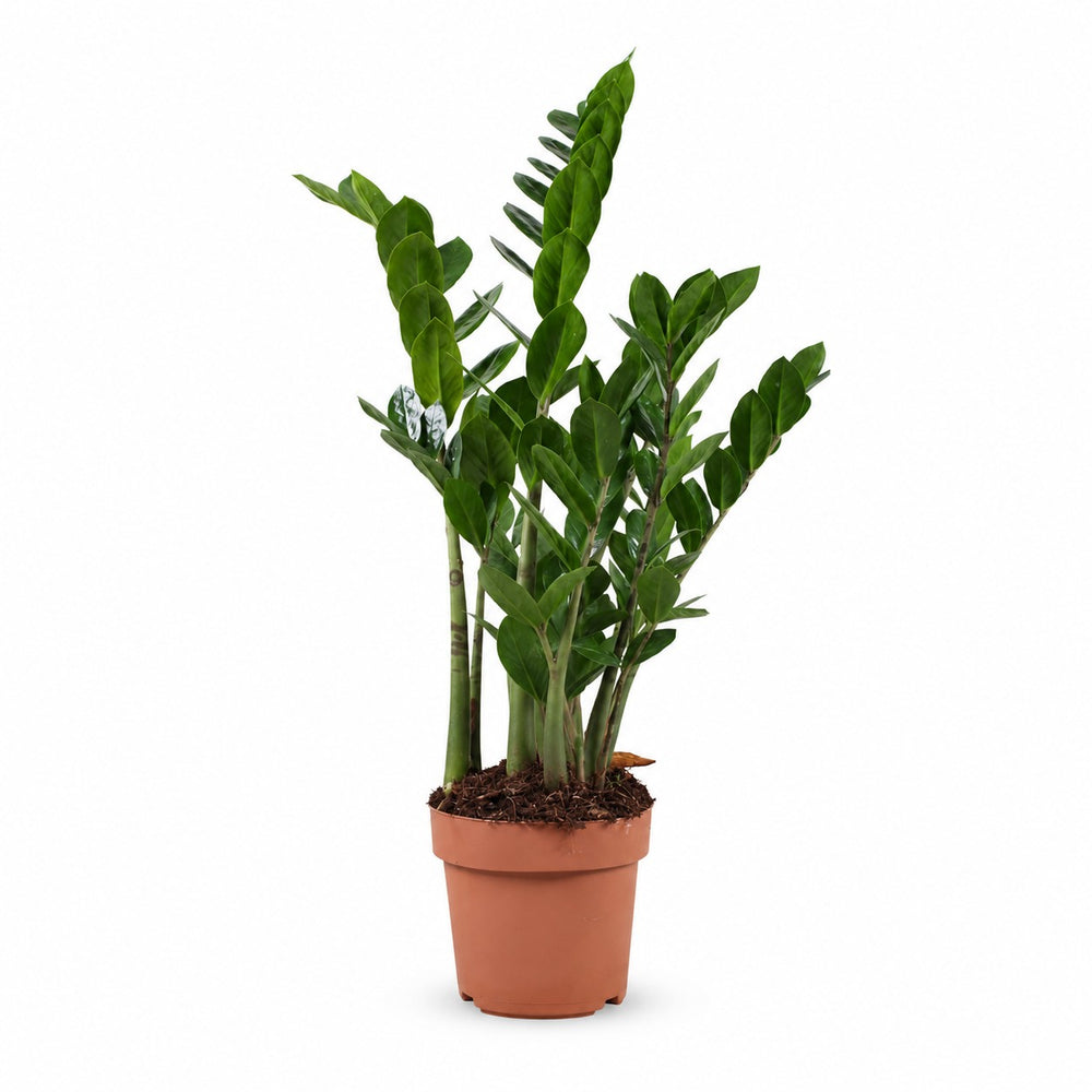 Zamioculcas (70cm, Ø17cm) im Kulturtopf