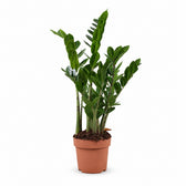 Zamioculcas (70cm, Ø17cm) im Kulturtopf