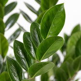 Zamioculcas (70cm, Ø17cm), Nahaufnahme Blatt