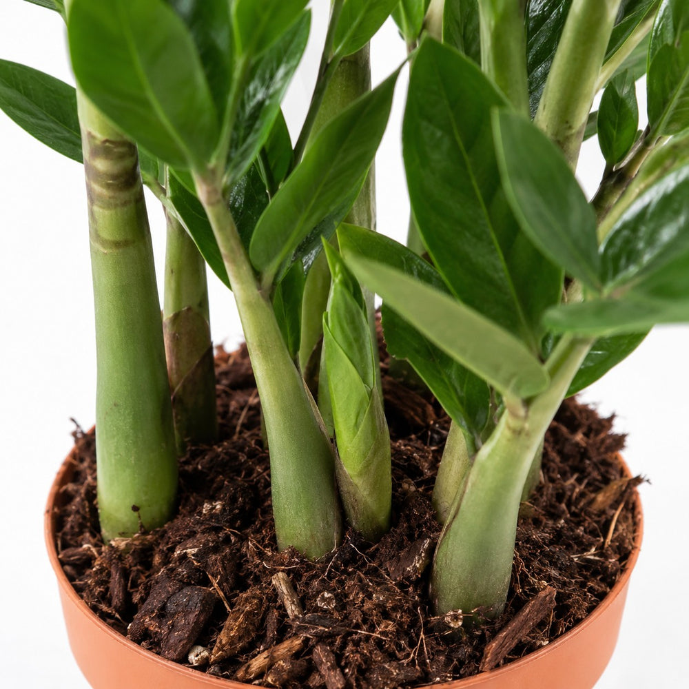 Zamioculcas (70cm, Ø17cm), Nahaufnahme Wuchs und Triebansatz