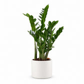 Zamioculcas (70cm, Ø17cm), Stylingbeispiel im Übertopf (Übertopf nicht enthalten)