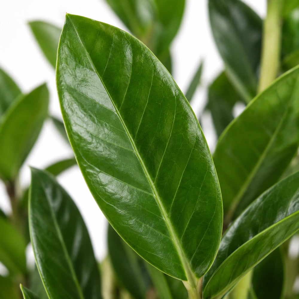 Zamioculcas, Nahaufnahme Blatt