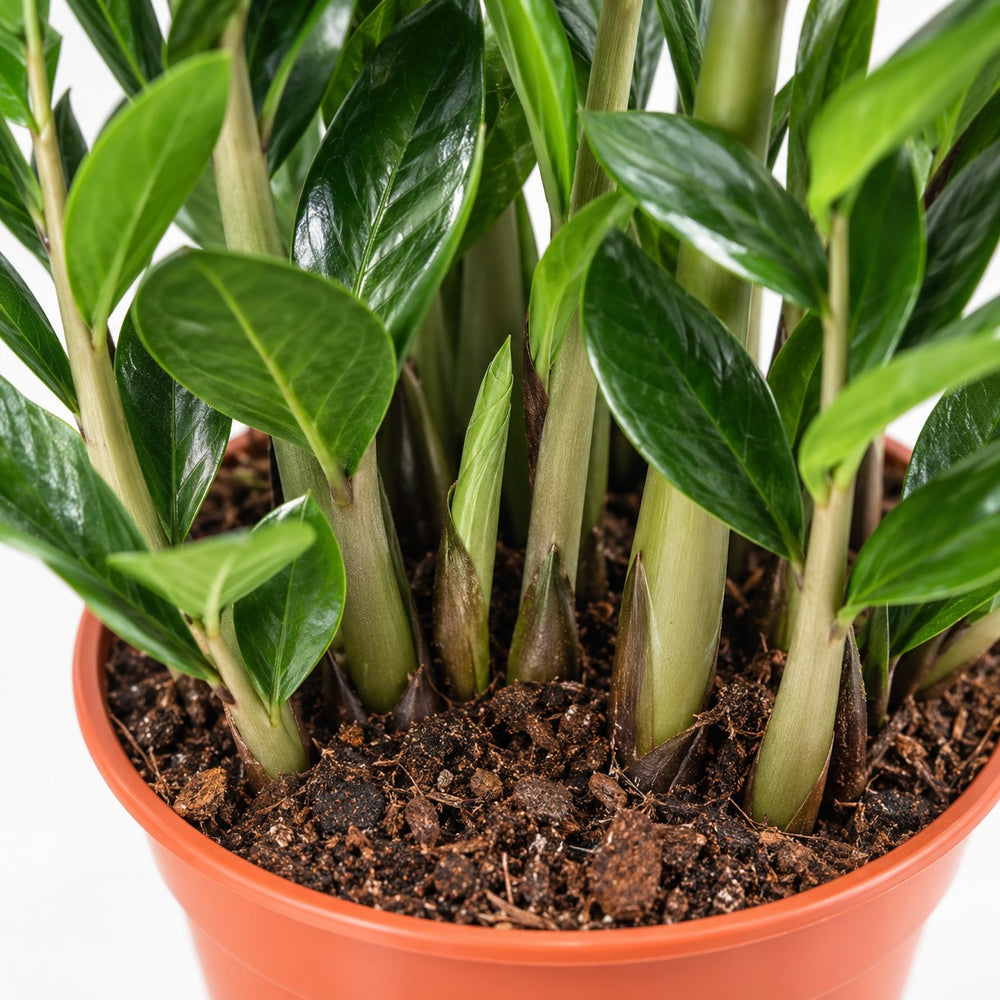 Zamioculcas, Nahaufnahme Wuchs und Triebansatz