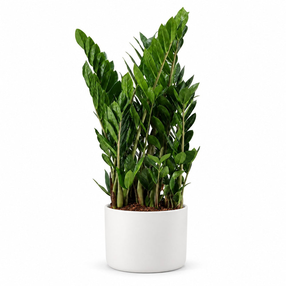 Zamioculcas - 75cm, Stylingbeispiel im Übertopf (Übertopf nicht enthalten)