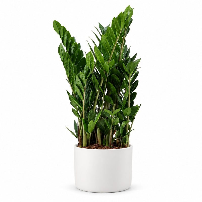 Zamioculcas - 75cm Detail