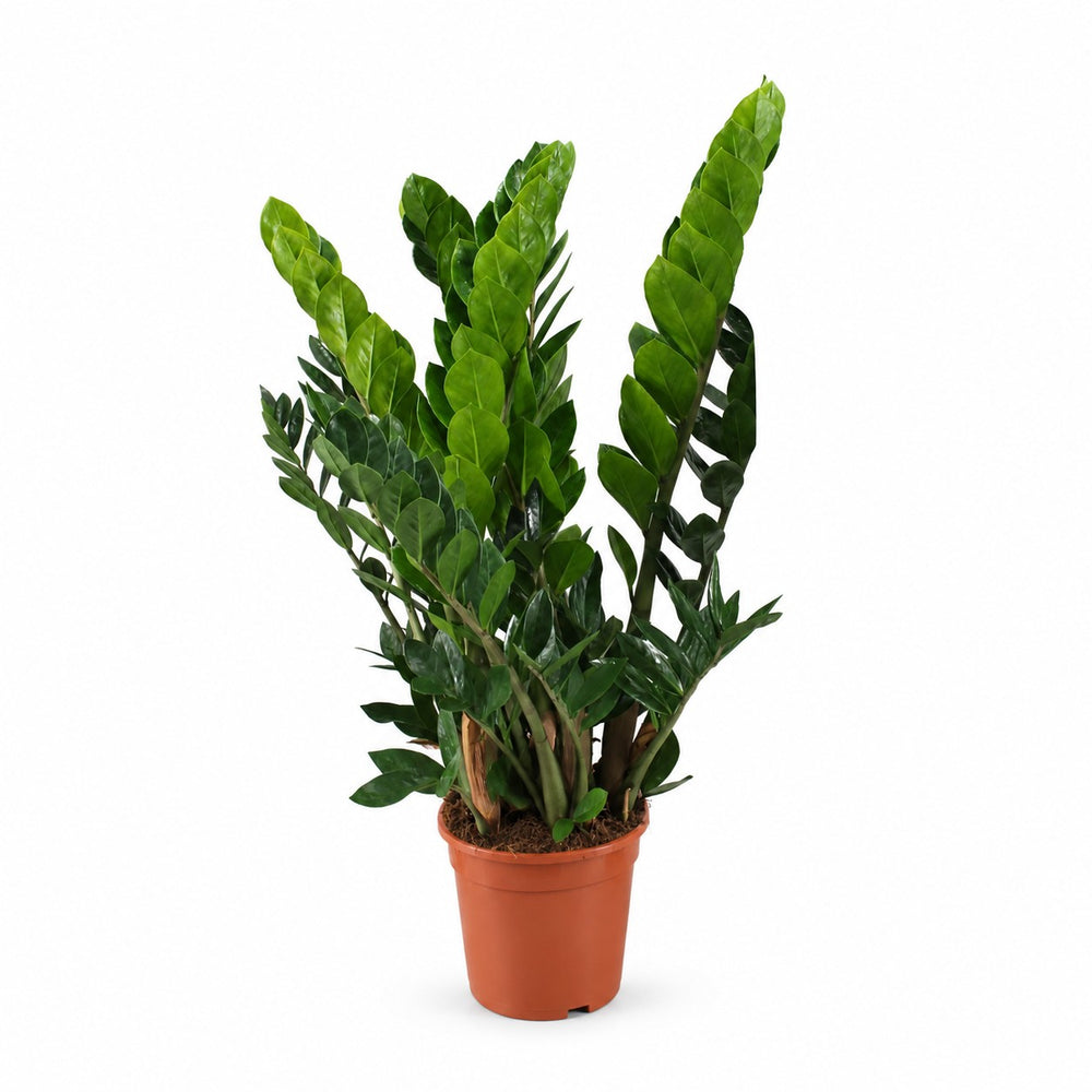 Zamioculcas (80cm, Ø21cm) im Kulturtopf