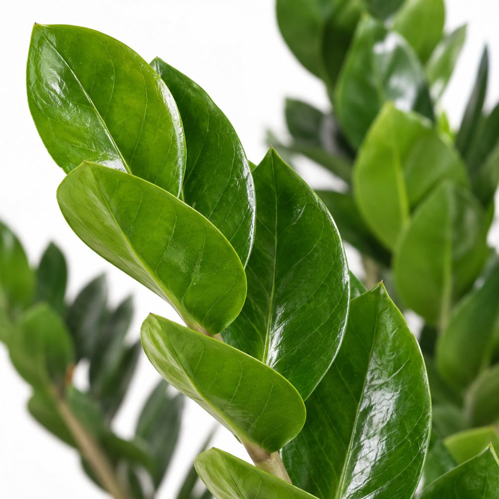 Zamioculcas (80cm, Ø21cm), Nahaufnahme Blatt