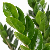 Zamioculcas (80cm, Ø21cm), Nahaufnahme Blatt