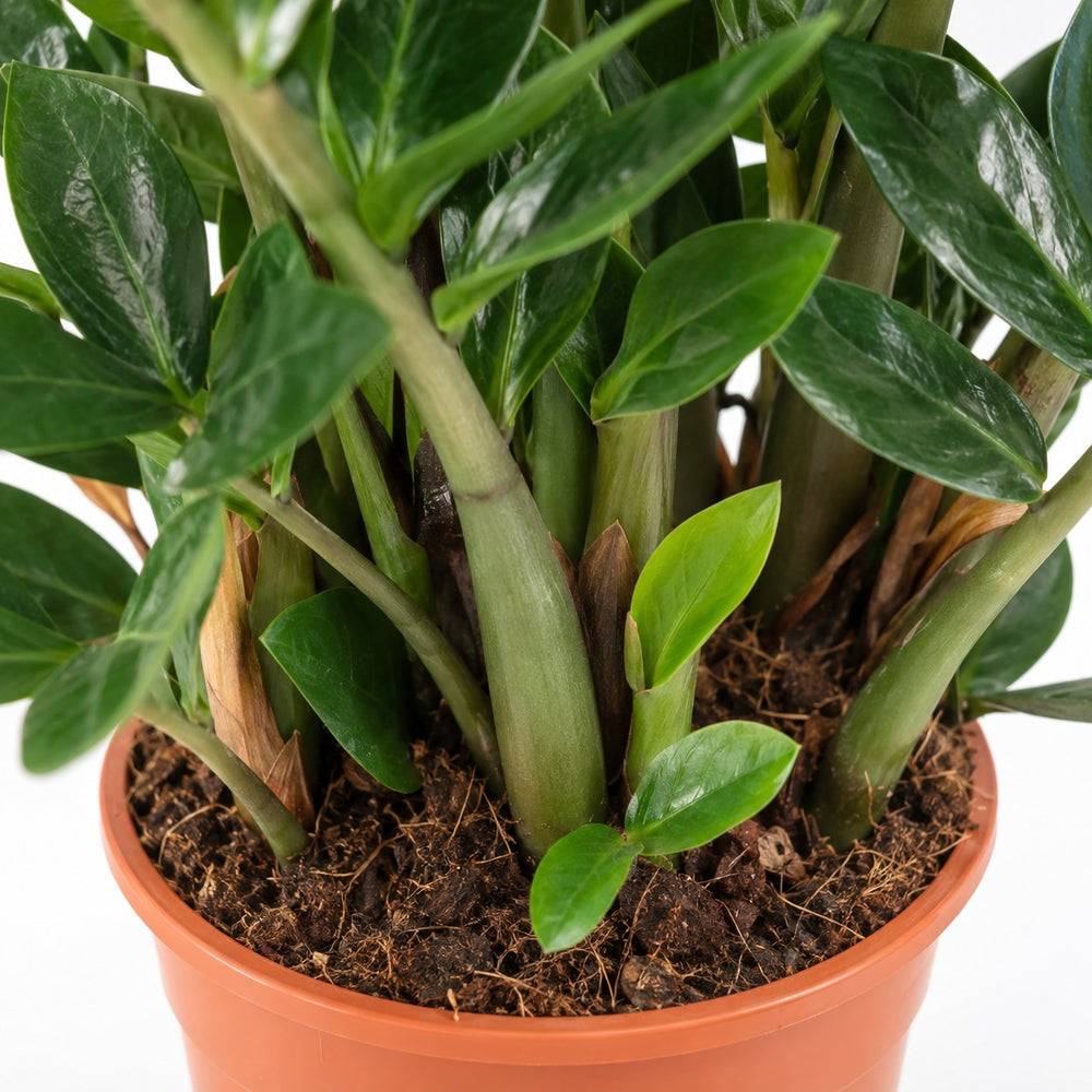 Zamioculcas (80cm, Ø21cm), Nahaufnahme Wuchs und Triebansatz