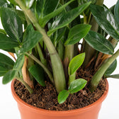 Zamioculcas (80cm, Ø21cm), Nahaufnahme Wuchs und Triebansatz