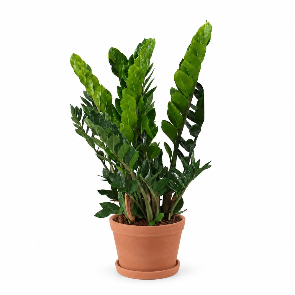 Zamioculcas (80cm, Ø21cm), Stylingbeispiel im Übertopf (Übertopf nicht enthalten)