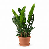Zamioculcas (80cm, Ø21cm), Stylingbeispiel im Übertopf (Übertopf nicht enthalten)