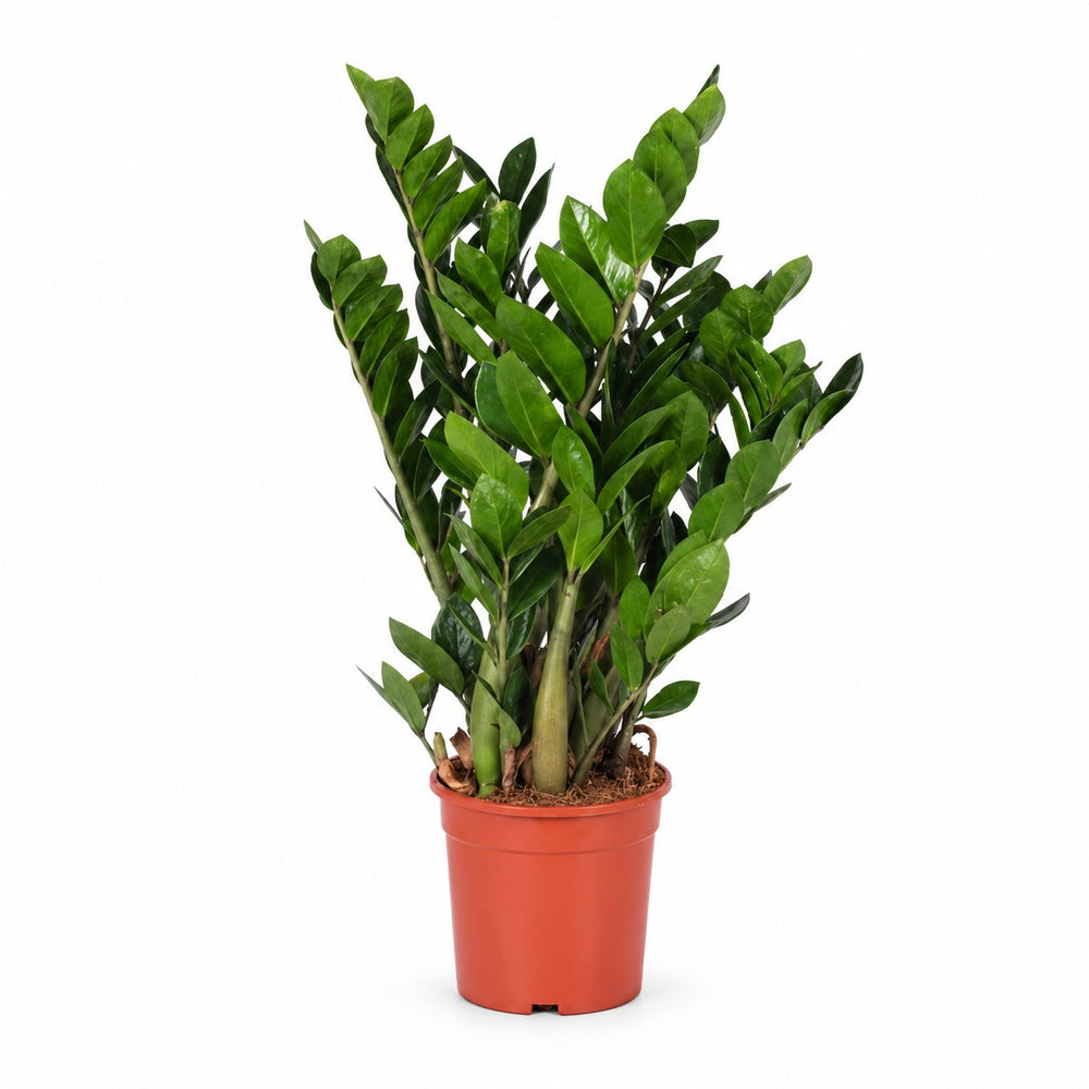 Zamioculcas (95cm, Ø21cm) im Kulturtopf