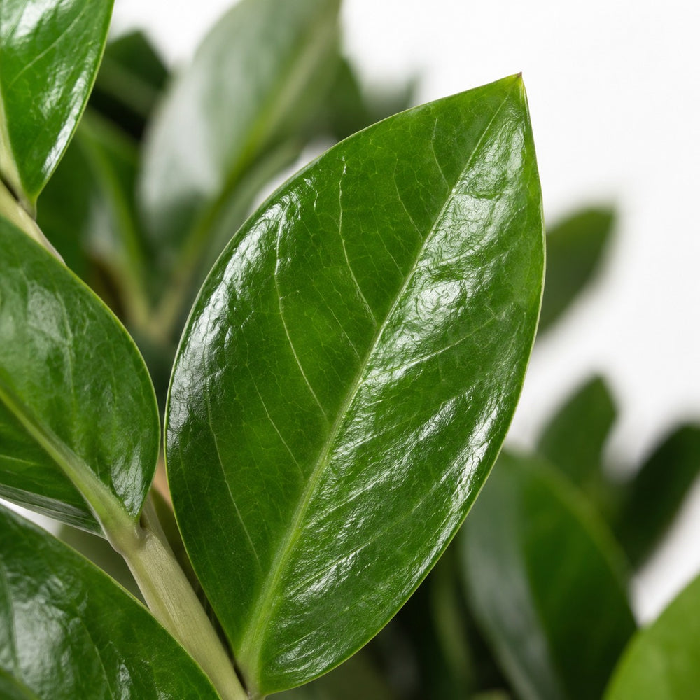 Zamioculcas (95cm, Ø21cm), Nahaufnahme Blatt