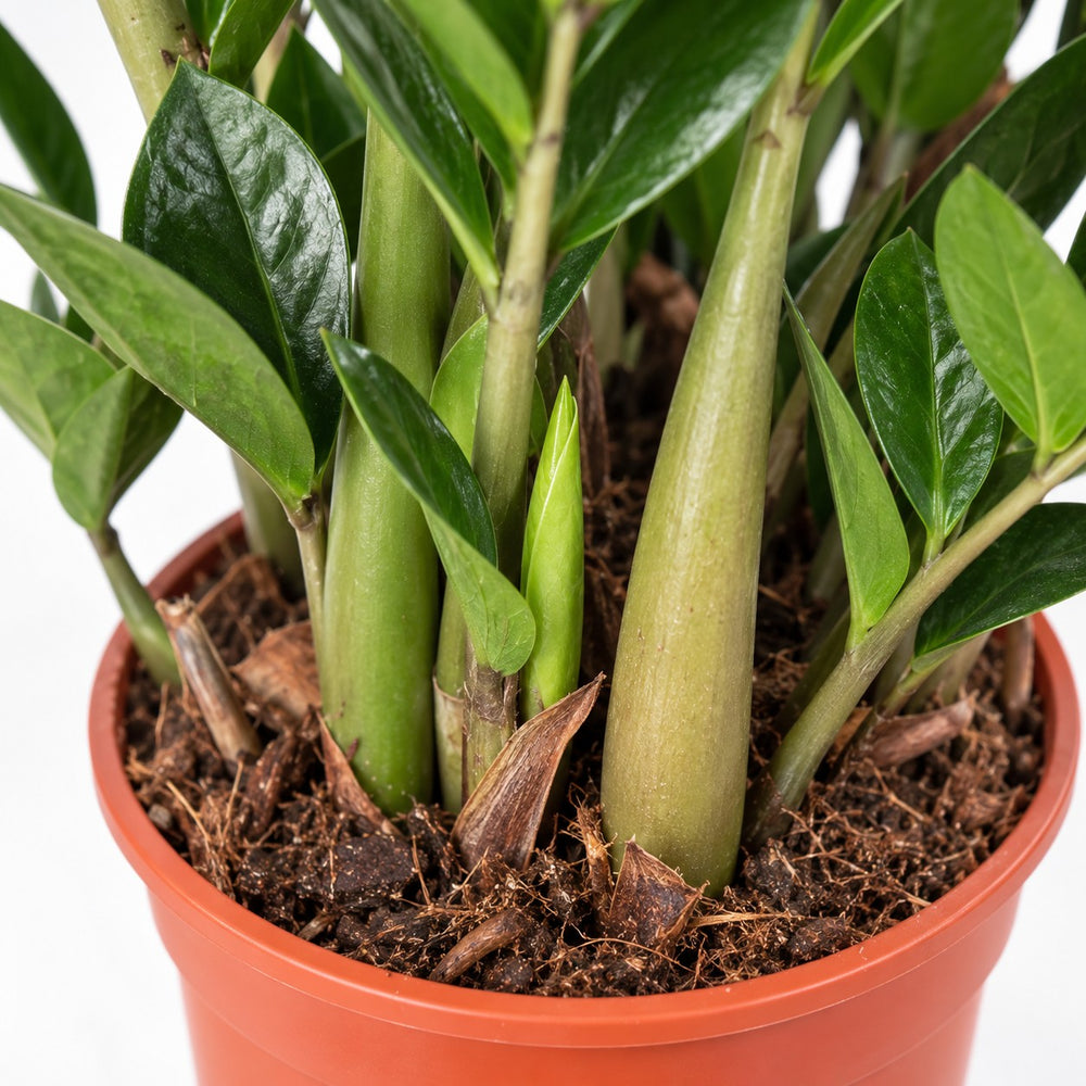 Zamioculcas (95cm, Ø21cm), Nahaufnahme Wuchs und Triebansatz