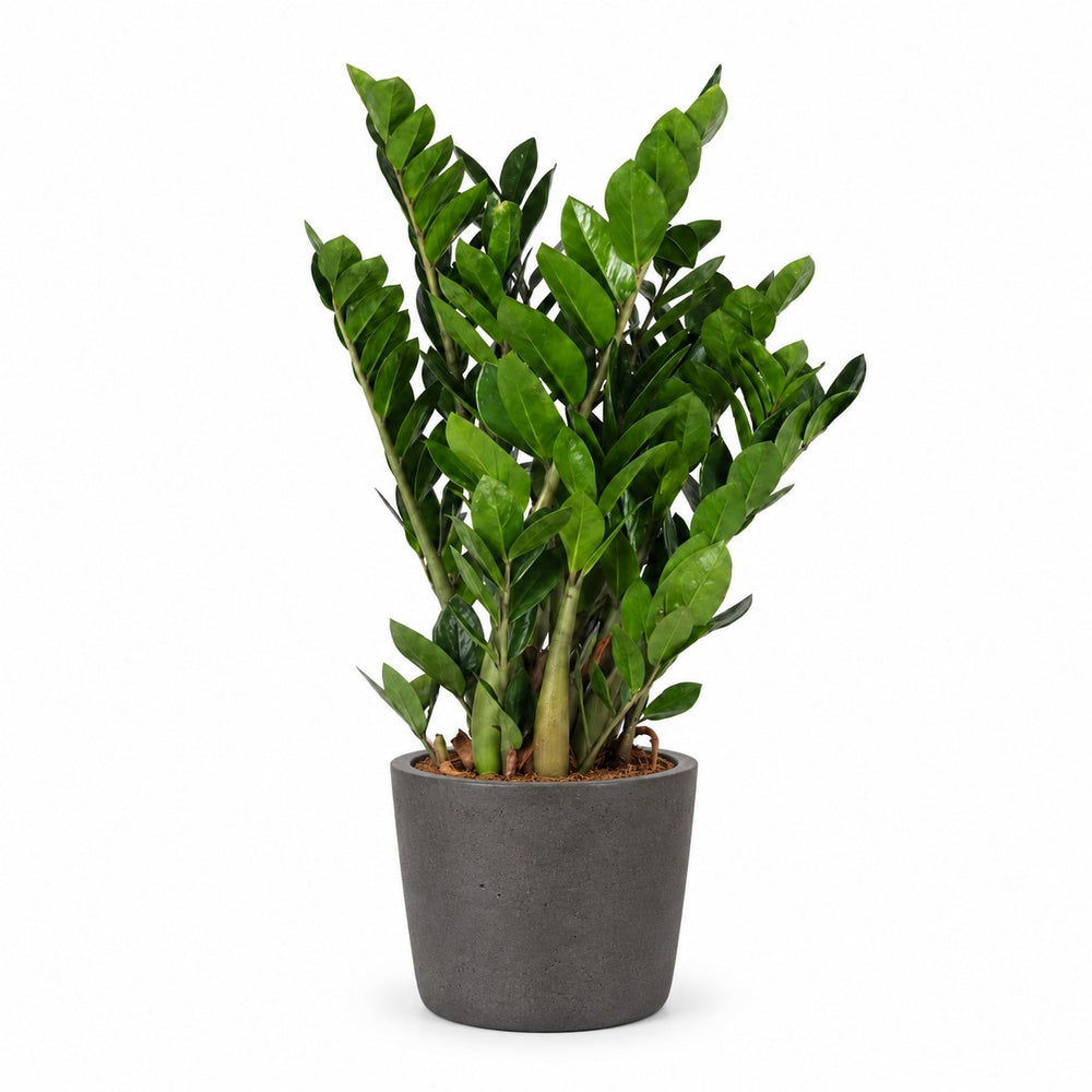 Zamioculcas (95cm, Ø21cm), Stylingbeispiel im Übertopf (Übertopf nicht enthalten)