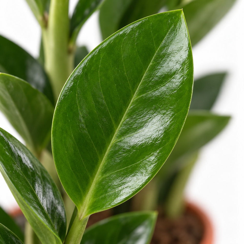 Zamioculcas, Nahaufnahme Blatt