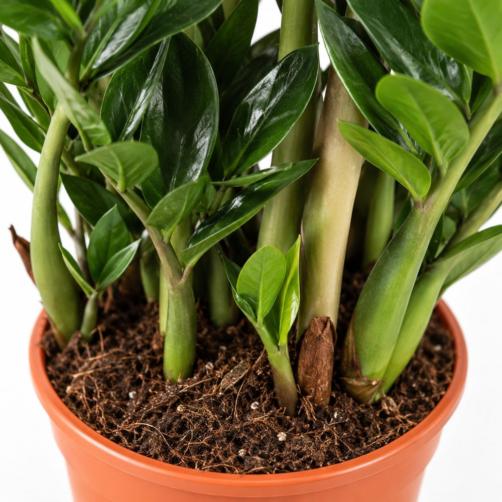 Zamioculcas, Nahaufnahme Wuchs und Triebansatz