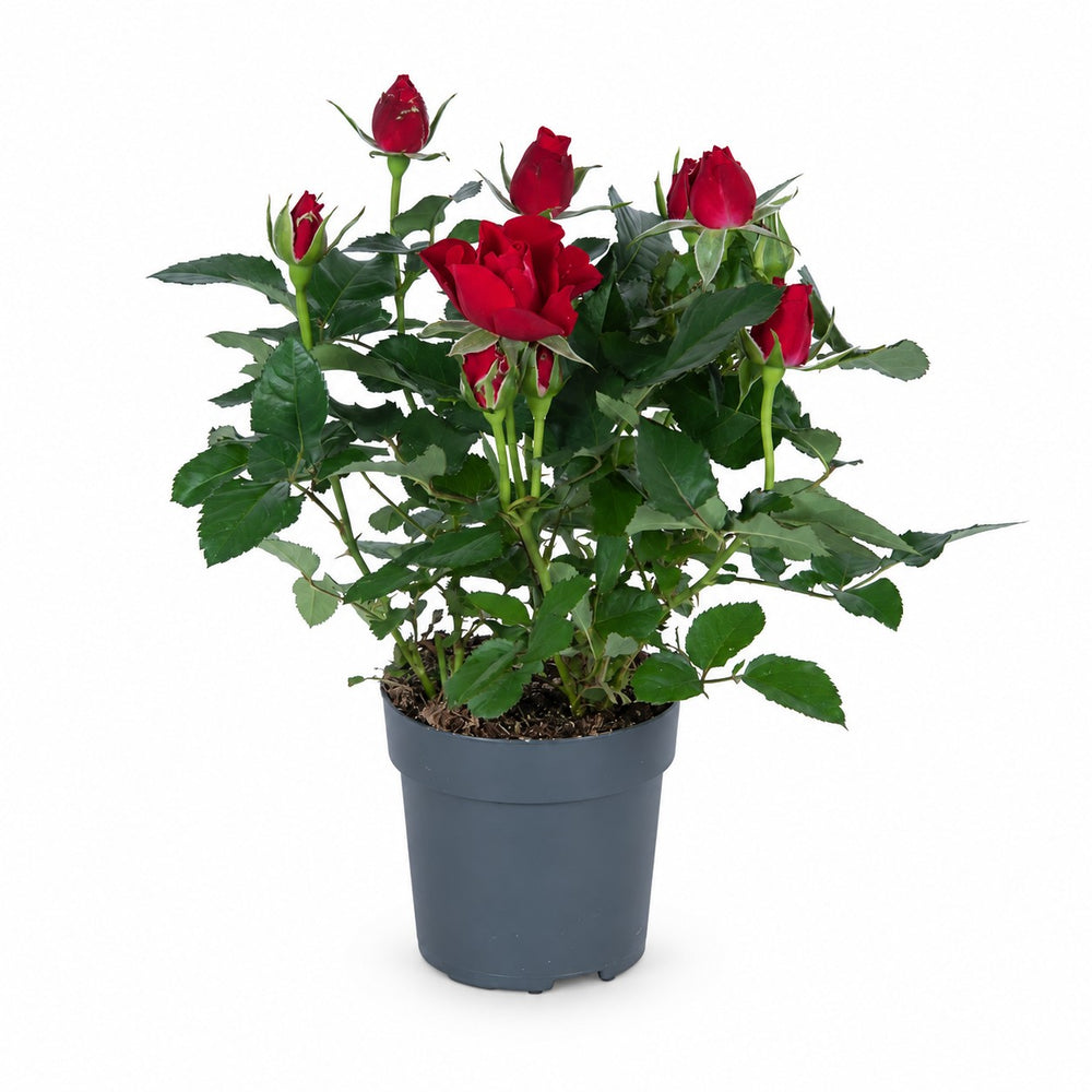 Zimmerrose Rot - 45cm im Kulturtopf