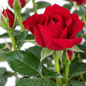 Zimmerrose Rot, Nahaufnahme Blatt