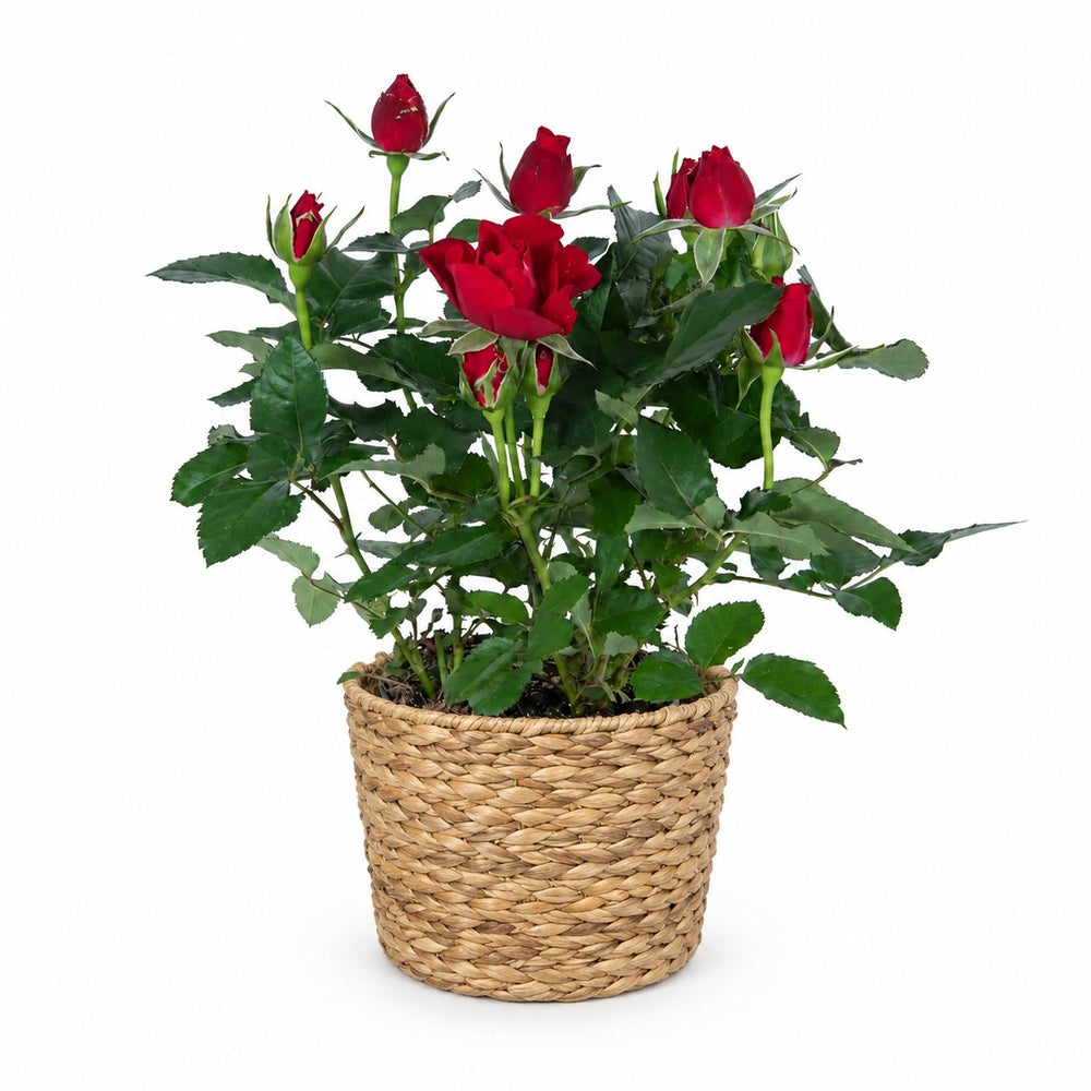Zimmerrose Rot - 45cm, Stylingbeispiel im Übertopf (Übertopf nicht enthalten)