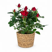 Zimmerrose Rot - 45cm, Stylingbeispiel im Übertopf (Übertopf nicht enthalten)