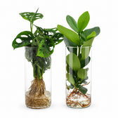 Zylinder-Glas Duo Monstera/Clusia - 2 Stück - 25-40cm im Kulturtopf