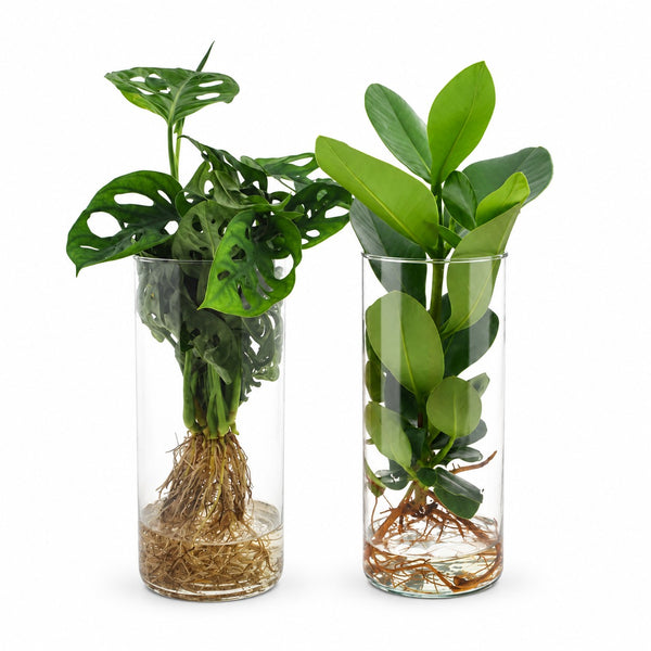 Zylinder-Glas Duo Monstera/Clusia - 2 Stück - 25-40cm im Kulturtopf
