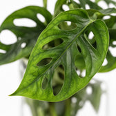 Zylinder-Glas Duo Monstera/Clusia, Nahaufnahme Blatt
