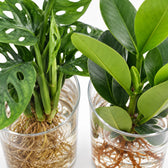Zylinder-Glas Duo Monstera/Clusia, Nahaufnahme Wuchs und Triebansatz